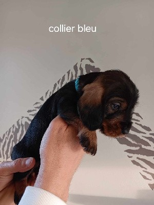 CHIOT 1 collier bleu