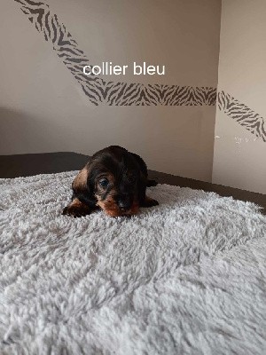 CHIOT 1 collier bleu