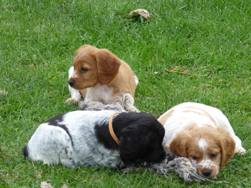 chiots Hyoka X Marlou 2018