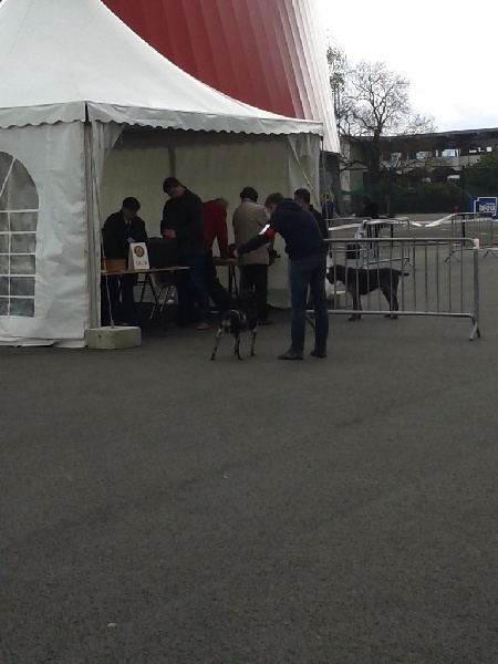 expo canine Amiens 27/04/2014
