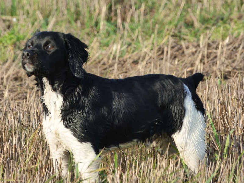 les chiots