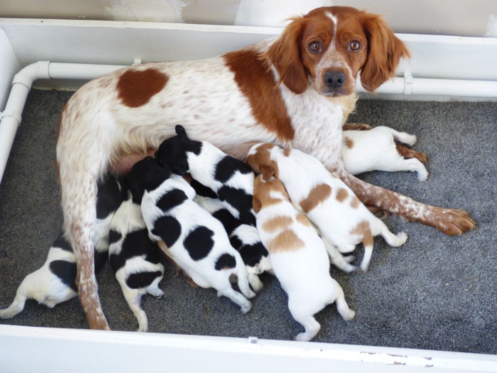 Chiot Epagneul Breton De La Terre De Marko